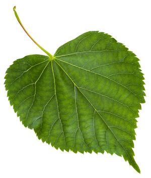 Herzblatt-Lindenblatt der Tilia cordata