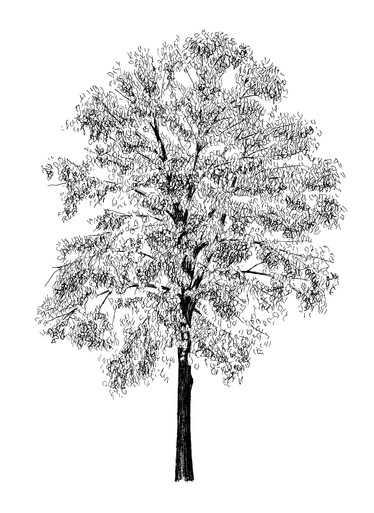 Herzblattlinde Tilia cordata